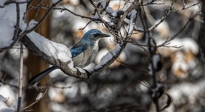 Scrub Jay, New Mexico