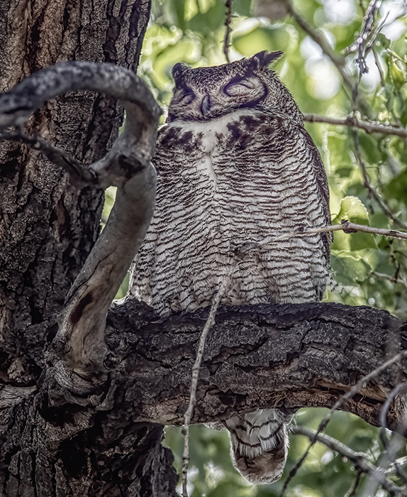 Female Great Horned Owl