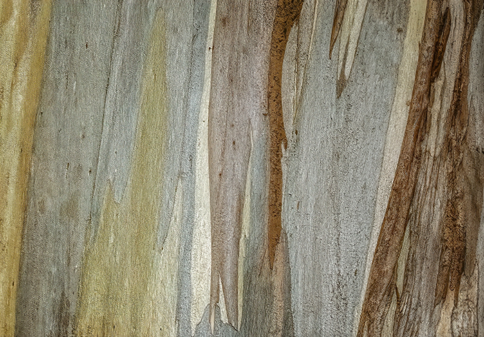 Eucalyptus Abstract