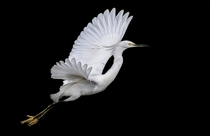 Snowy Egret