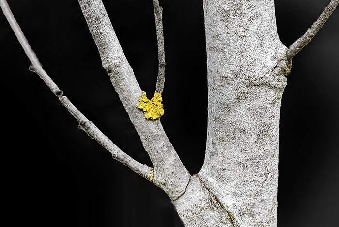 Lichen and Aspen