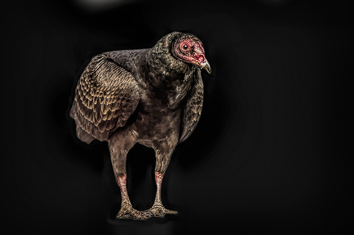 Turkey Vulture