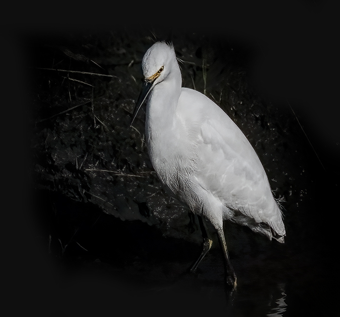 Snowy Egret, On the Hunt