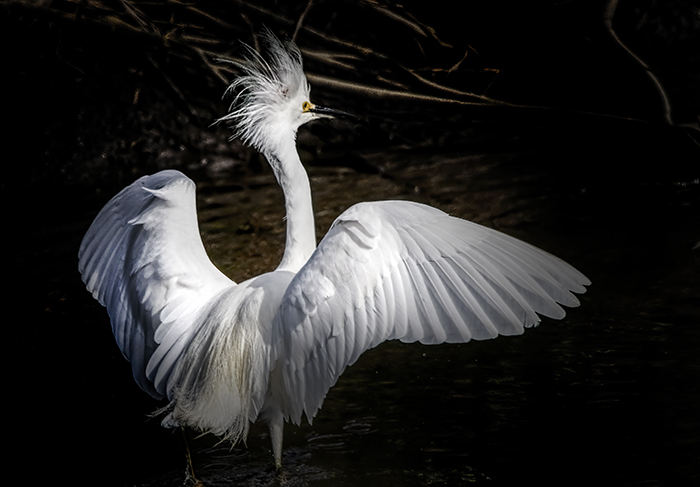 Snowy Egret - Bad Hair Day