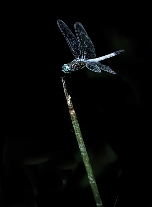 Blue Dasher Dragonfly