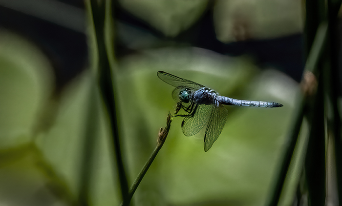 Blue Dasher Dragonfly