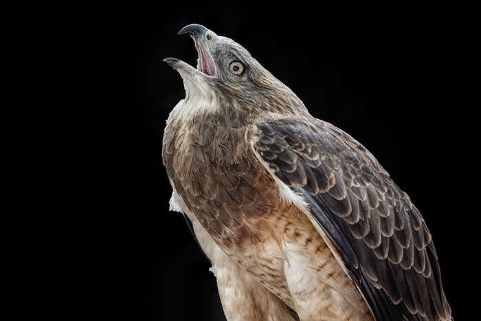 Swainson's Hawk