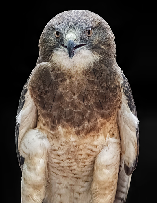 Swainson's Hawk