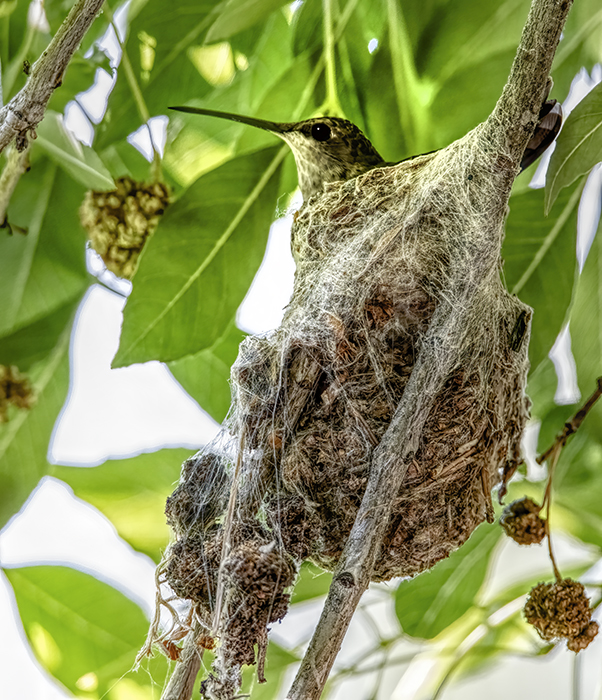 Mama - On The Nest