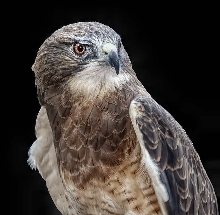 Swainson's Hawk