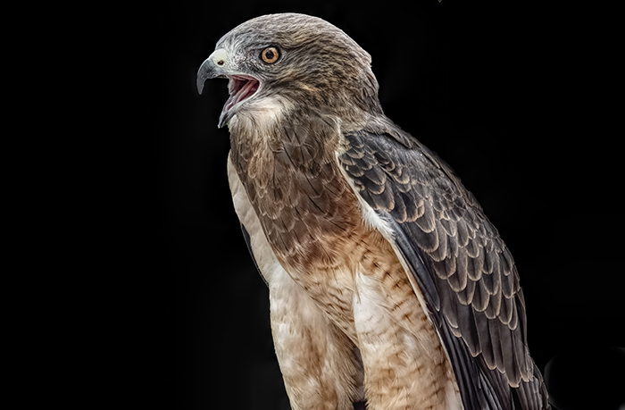 Swainson's Hawk