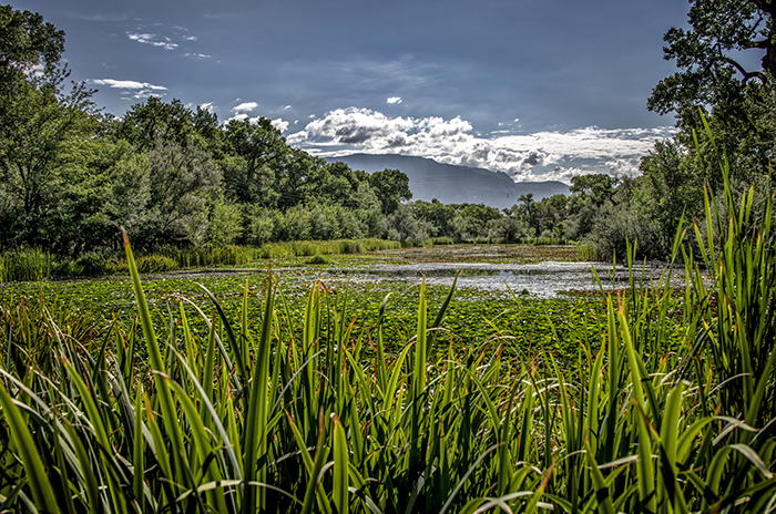 Shady Lakes