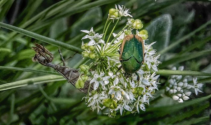 Figeater Beetle and Praying Mantis