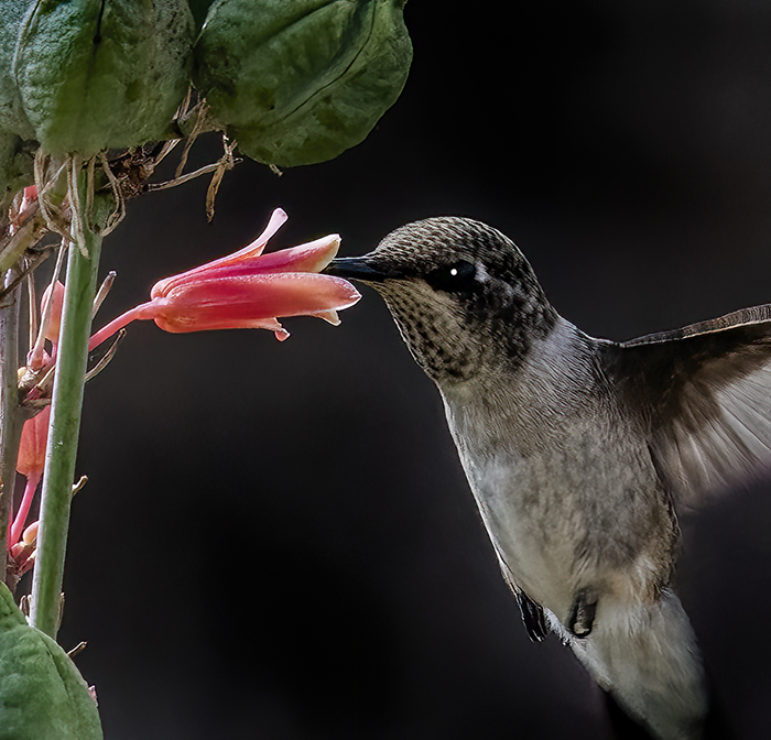 Hummer and Yucca Blossom