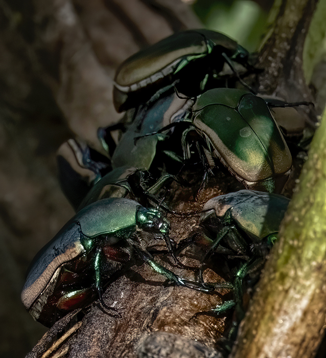 Figeater Beetles