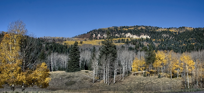 Autumn Color, Above Chama, New Mexico