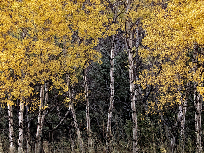 El Otoño - Autumn Color in New Mexico