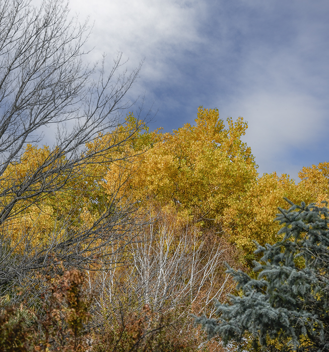 Autumn Color, Corrales, NM