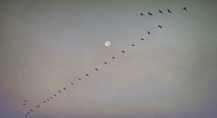 The Winter Migration Continues Under a Watchful Full Moon