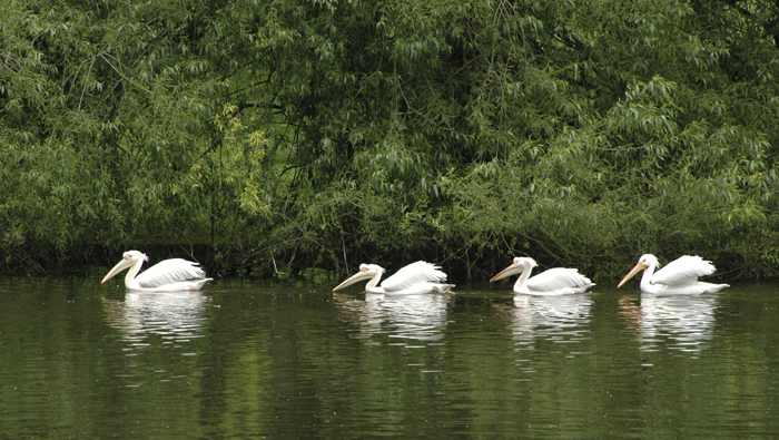 White Pelicans, London