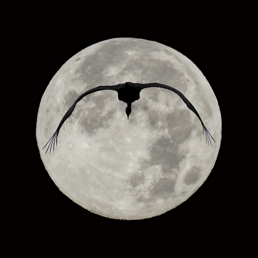 Close Up Flight