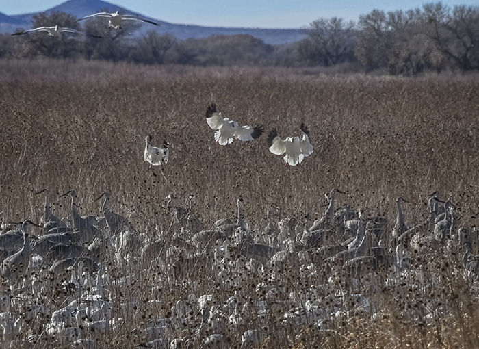 Bosque del Apache - Cornfield with Geese and Cranes
