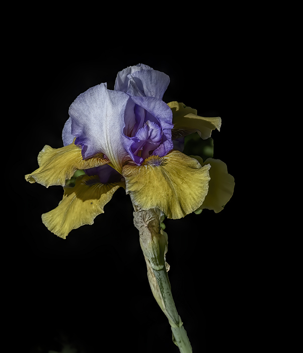 Multi-Colored Bearded Iris
