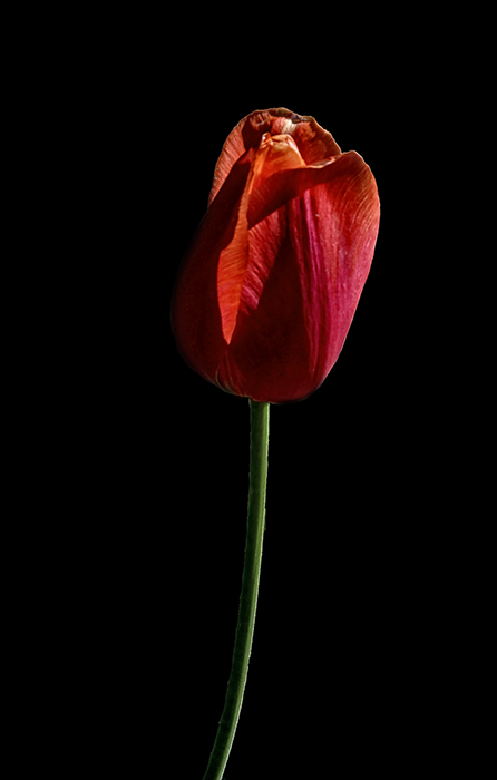 Sweet Red Tulip