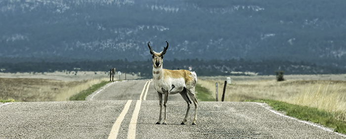 North American Pronghorn Antelope