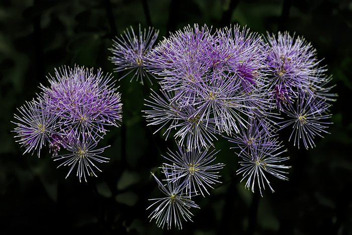 Fireworks in the Garden!