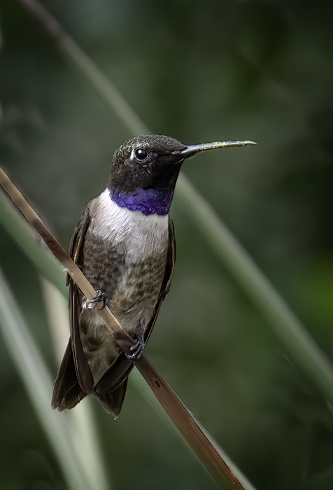 Male Black Chinned Hummer
