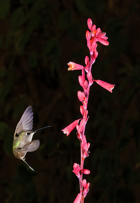 Female Black Chinned Hummer with Yucca Blossom