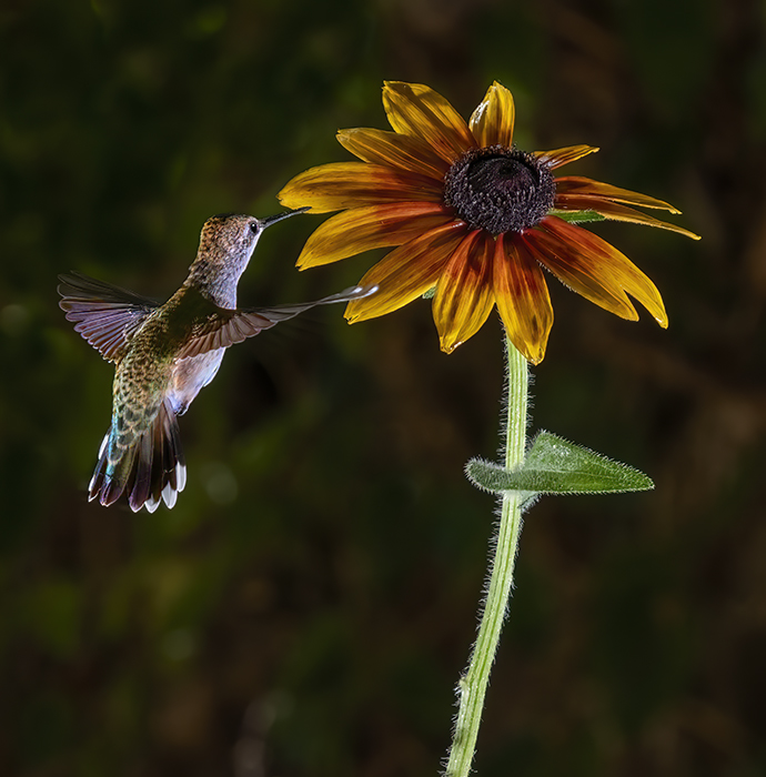 Black Chinned Hummer with a Black Eyed Susan