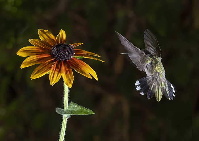 Black Chinned Hummer with a Black Eyed Susan