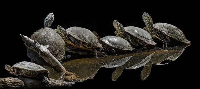 Basking in the Sun - New Mexico Painted Turtles