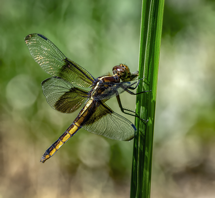 Yellow Sided Skimmer