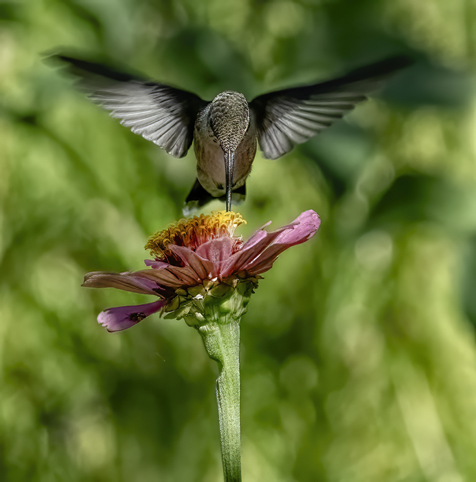 Black Chinned Hummer and Zinnia Blossom