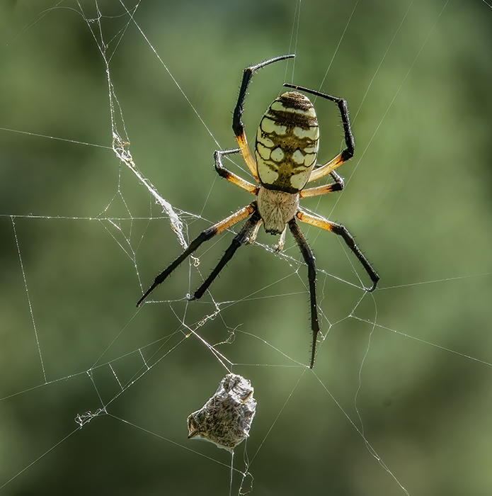 Garden Spider at Work