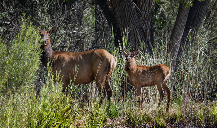Mother Elk and Calf