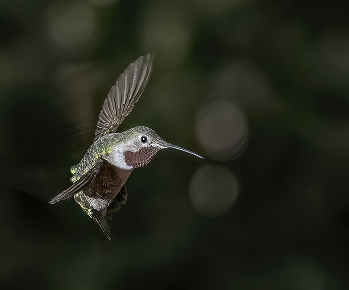 Broadtail Hummingbird