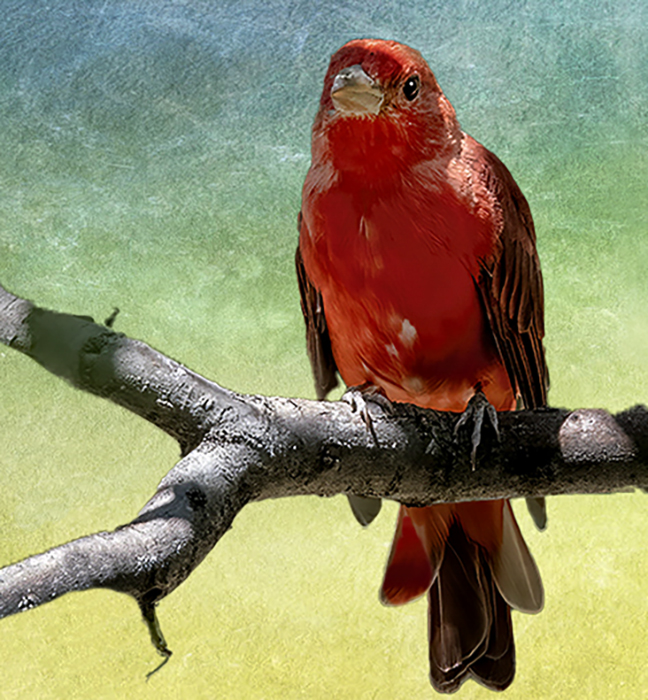 Colorful Summer Tanager