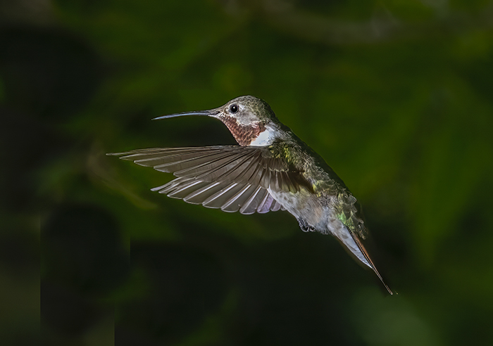 Broadtail Hummingbird