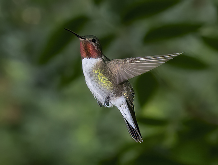 Broadtail Hummingbird