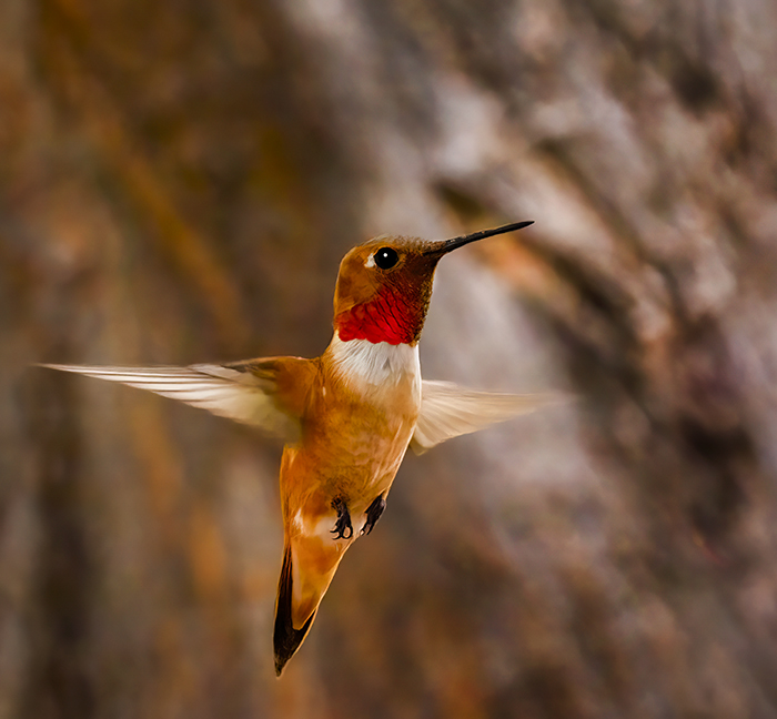 Rufous Hummingbird