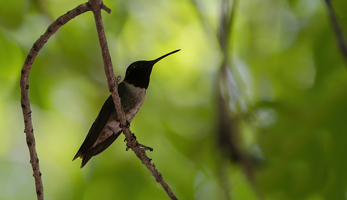 Black Chinned Hummingbird