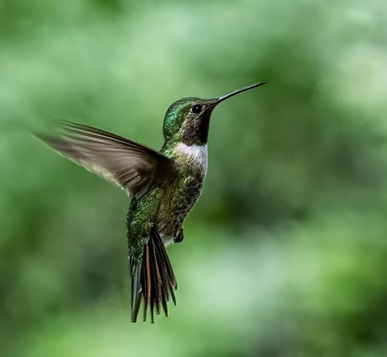 Black Chinned Hummingbird