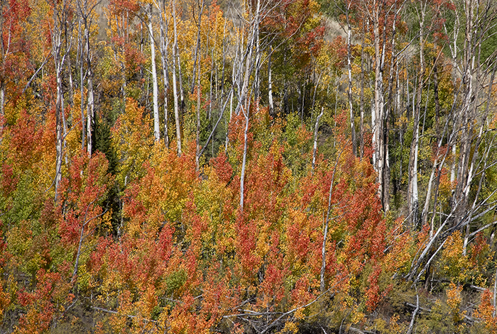 Near Chama, NM