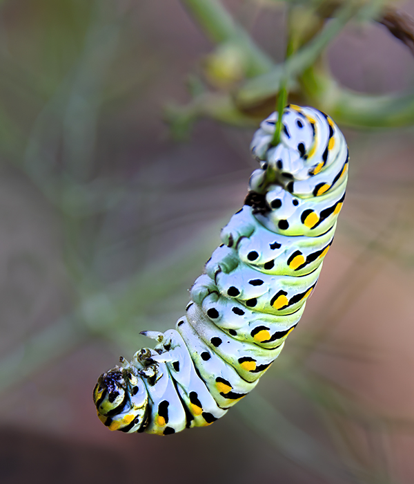 Swallowtail Butterfly Caterpillar