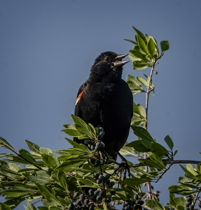 Tri-Color Blackbird