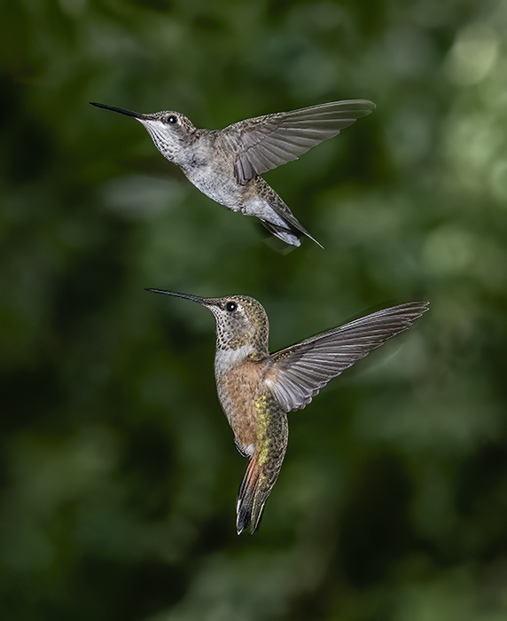 Female Black Chinned and Rufous Hummers